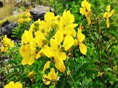 Senna Flowers | க்ரீன் டீ தெரியும்.. ஆவாரம்பூ தேநீர் தெரியுமா? இதைக் கொஞ்சம் படிங்க..
