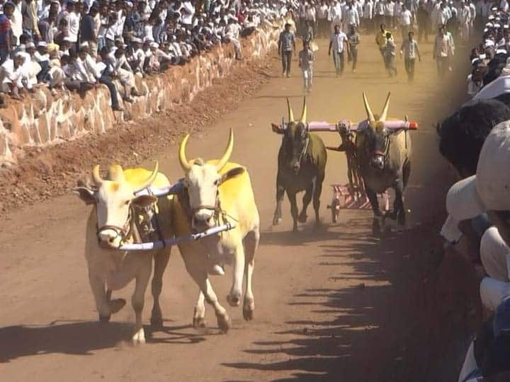 Bullock Cart Race Latest Updates important-hearing-in Supreme Court Bailgada Sharyat guidelines Bullock Cart Race : राज्यात बैलगाडा शर्यतींचा धुरळा उडणार मात्र 'या' अटीशर्ती पाळाव्या लागणार