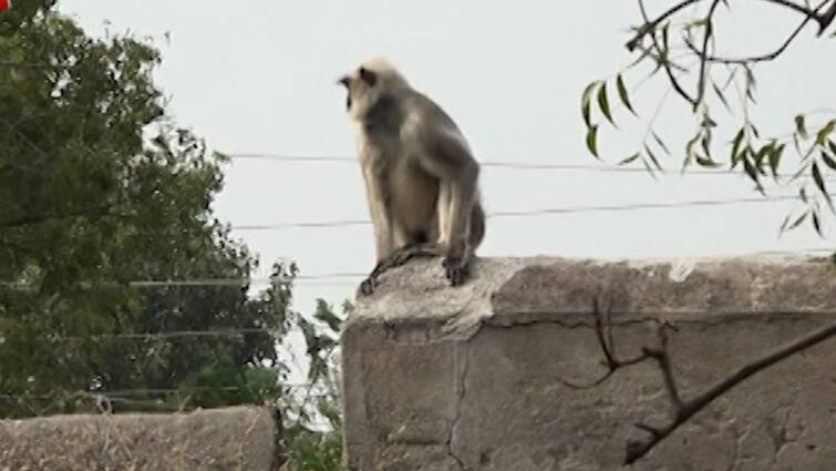 Bankura GangajalGhanti Elderly man dies after being bitten by Monkey Bankura News: ঝগড়া থামিয়ে আচমকা কামড়, বেঘোরে মৃত্যু বৃদ্ধের, আতঙ্ক বাঁকুড়ায়