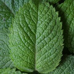 Health Tips : হজমে সমস্যা-বমি বমি ভাব থাকছে ? খাদ্যতালিকায় রাখুন এগুলি