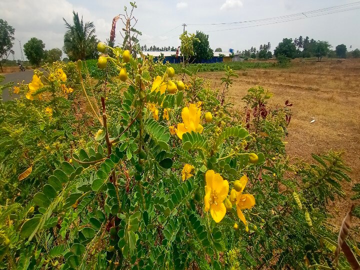 Senna Flowers | க்ரீன் டீ தெரியும்.. ஆவாரம்பூ தேநீர் தெரியுமா? இதைக் கொஞ்சம் படிங்க..