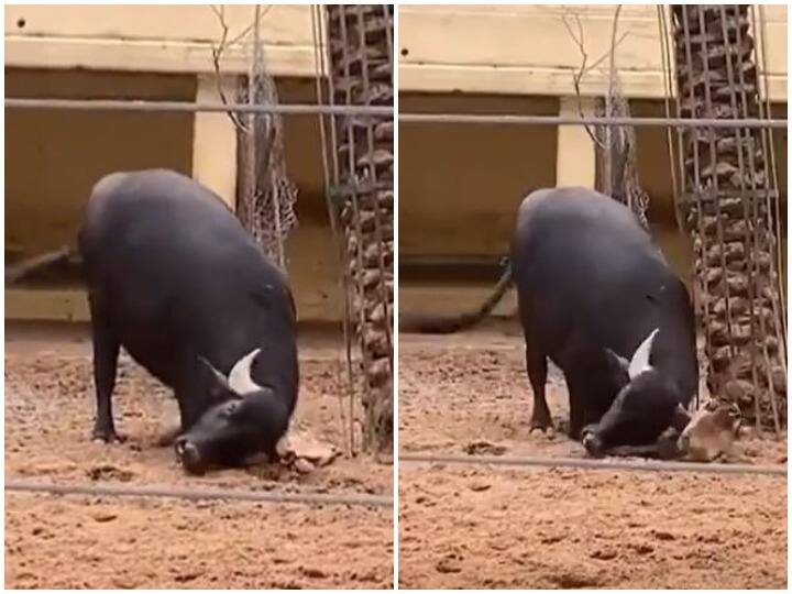 Buffalo saved the life of a helpless turtle with its horns users said ...