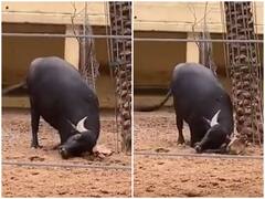 Trending News: भैंस ने अपनी सींग से बचाई कछुए की जान, यूजर्स बोले इंसानियत सीखे इंसान