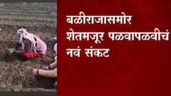 Nashik Farmers: बळीराजासमोर शेतमजूर पळवापळवीचं नवं संकट ABP Majha