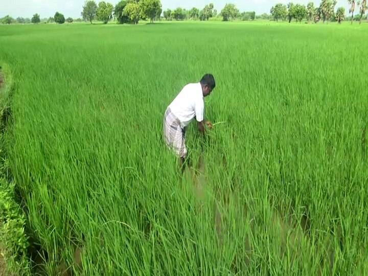 சம்பா பயிர்களில் குருத்துப்பூச்சிகள் தாக்குதல் அதிகரிப்பு -50% இழப்பு ஏற்படும் என டெல்டா விவசாயிகள் வேதனை