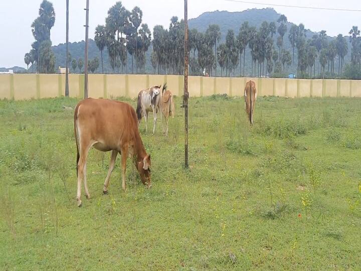 ABP NADU செய்தி எதிரொலி: ஒரு வருடமாக போடப்படாத கோமாரி நோய் தடுப்பூசி பணிகள் மீண்டும் தொடங்கியது