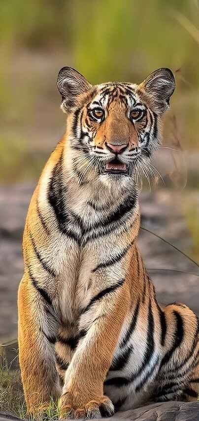 சதாவை கண்ட புலி