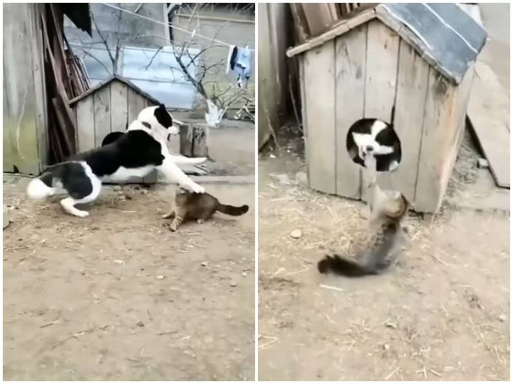 Watch: कुत्ते और बिल्ली में हो रही थी लड़ाई, डर गया कुत्ता और दुम दबाकर अपने घर में भागा The dog ran away from the tail due to the fear of the cat Watch: कुत्ते और बिल्ली में हो रही थी लड़ाई, डर गया कुत्ता और दुम दबाकर अपने घर में भागा