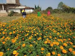 Jharkhand: इस योजना से बदल रहा है लोगों का जीवन, नक्सली हिंसा के लिए बदनाम रहे इस जिले को मिल रही नई पहचान 