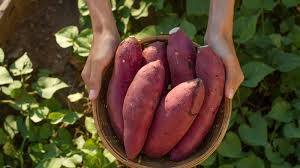 Health benefits of sweet potato good for eyes and iron source Benefits Of Sweet Potato:  શક્કરિયાનું સેવન વેઇટ લોસની સાથે આ બીમારીમાં પણ છે રામબાણ ઇલાજ, જાણો તેનાઅદભૂત ફાયદા