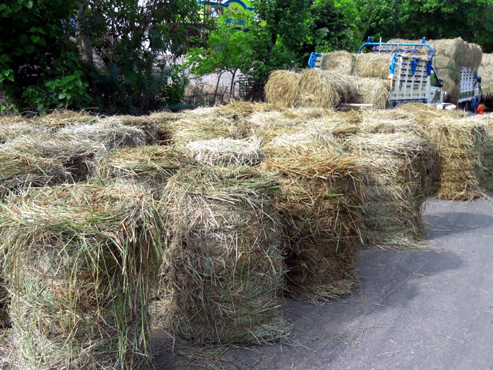 தஞ்சாவூரில் கடும் வைக்கோல் தட்டுப்பாடு - கேரளாவுக்கு இறைச்சிக்காக கொண்டு செல்லப்படும் மாடுகள்