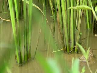 Delta farmers suffer as pest infestation in samba crops causes an increase of -50% loss சம்பா பயிர்களில் குருத்துப்பூச்சிகள் தாக்குதல் அதிகரிப்பு -50% இழப்பு ஏற்படும் என டெல்டா விவசாயிகள் வேதனை