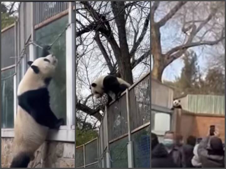 Watch: पांडा का मजेदार वीडियो आया सामने, चिड़ियाघर से भाग निकला, फिर.... Funny video of naughty panda escaped from Beijing Zoo lured back with promise of lunch Watch here Watch: पांडा का मजेदार वीडियो आया सामने, चिड़ियाघर से भाग निकला, फिर....