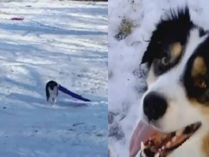 Dog Funny Viral Video dog amazed people with his skating skills netizens amazed Watch: कुत्ते ने की गजब की Skating, लोग बोले- इसकी Smartness के सामने तो इंसान भी हैं फेल!