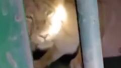 રાજકોટ: ગોંડલ પંથકમાં સિંહ દંપતી પાંજરે પુરાયું, વન વિભાગે પાંજરે પૂર્યું, જુઓ ગુજરાતી ન્યુઝ