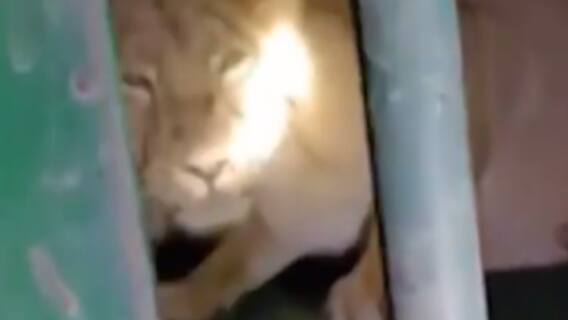 રાજકોટ: ગોંડલ પંથકમાં સિંહ દંપતી પાંજરે પુરાયું, વન વિભાગે પાંજરે પૂર્યું, જુઓ ગુજરાતી ન્યુઝ