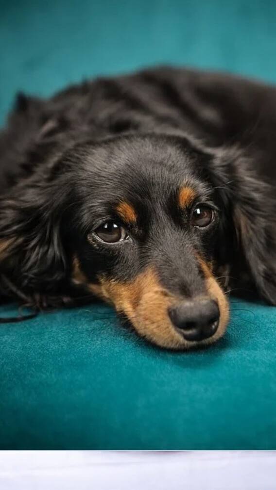 শীতকালে পোষ্য কুকুরের যত্ন নেবেন যেভাবে