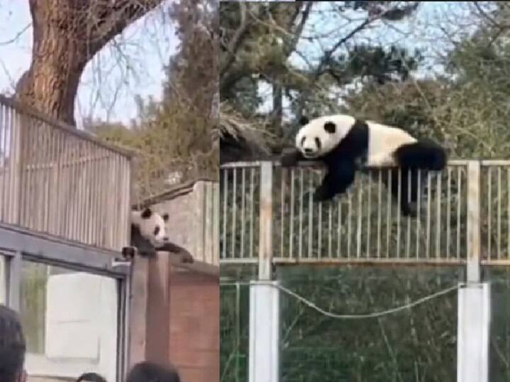 Viral Video: Giant Panda Briefly Escapes From Beijing Zoo, Lured Back With Lunch Watch Video | விடுங்கய்யா.. நான் போறேன்: க்யூட்டாக தப்பிக்கும் பாண்டா - வைரல் வீடியோ!