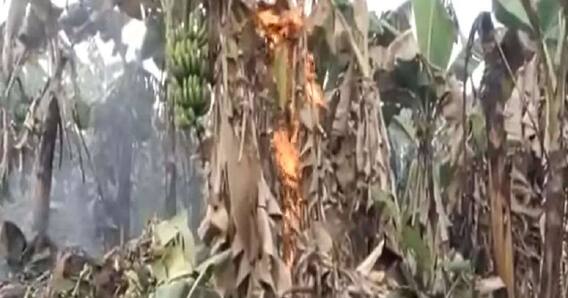 గిట్టుబాటు లేక కర్నూలు జిల్లా లో పంటకు నిప్పు పెట్టిన అరటి రైతులు.