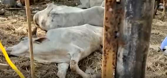 Gnananda Ashramam: అక్రమ చెర నుండి మృత్యు ఒడిలోకి గోవులు..!