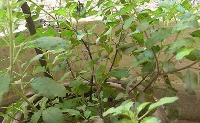 Tulsi  leaves beneficial for cough and Mucous disease in winter શિયાળમાં તુલસીના ફાયદા થઇ જાય છે બમણા,  કફજન્ય  સહિત આ રોગમાં છે રામબાણ ઇલાજ,  આ રીતે કરો સેવન