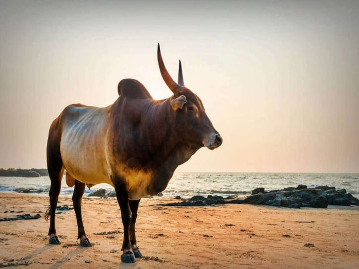 Jallikattu 2022 Country breed Cows only allowed in this year's says Tamil Nadu Minister Moorthy Jallikattu 2022:  நாட்டு மாடுகளுக்கு மட்டுமே ஜல்லிக்கட்டில் அனுமதி.. தமிழ்நாட்டில் நாட்டு மாடு வகைகள் என்னென்ன தெரியுமா?