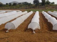 Udaipur News: फसल को शीतलहर से बचाने के लिए कृषि वैज्ञानिकों ने किसानों को बताई ये ट्रिक