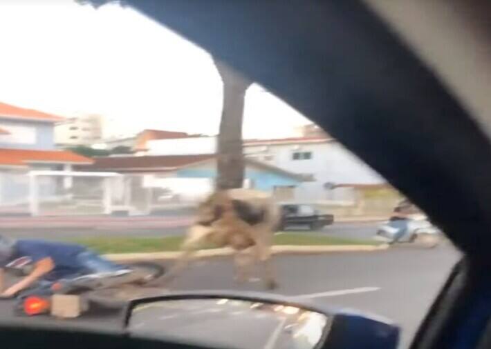 Watch: गुस्साई गाय ने बाइक वाले को सड़क पर पटका, बाइक वाले का हुआ बुरा हाल running cow accident with bike on road viral video Watch: गुस्साई गाय ने बाइक वाले को सड़क पर पटका, बाइक वाले का हुआ बुरा हाल