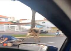 Watch: गुस्साई गाय ने बाइक वाले को सड़क पर पटका, बाइक वाले का हुआ बुरा हाल