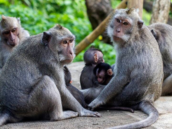 monkeys kill 250 dogs to take revenge after puppy kills baby monkey குட்டிகுரங்கை கொன்ற நாய்கள்.. பழிவாங்குவதற்காக சுமார் 250 நாய்க்குட்டிகளை கொன்ற குரங்குகள்.. என்ன நடக்கிறது பீட் மாவட்டத்தில்?
