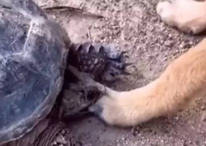 turtle grabbed dogs leg funny video make you laugh Trending News: शैतान कछुए ने डॉगी पर किया हमला, बेचारे की निकल गई चीखें