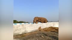 Jhargram: ঝাড়গ্রামের নয়াগ্রামে হাতির তাণ্ডব, ভাইরাল ভিডিও। Bangla News