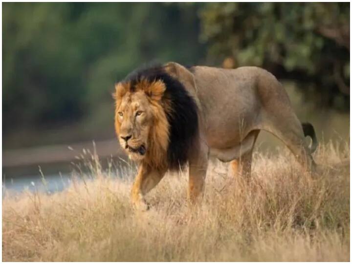 Jodhpur News Why do animals at Machia Safari Park stay hungry one day in a week ANN Jodhpur News: राजस्थान की इस जंगल सफारी में जानवर रखते हैं 'व्रत'