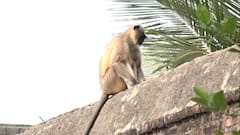 Beed: भटक्या कुत्र्यांच्या पिलांचा घेतला बळी,लहान मुलांवरही वानरांचा हल्ला : Abp Majha