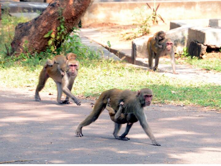 Strange ploy to scare monkeys, Railways put up posters of monkeys at the station ਬਾਂਦਰਾਂ ਨੂੰ ਡਰਾਉਣ ਲਈ ਅਜੀਬ ਪੈਂਤੜਾ, ਰੇਲਵੇ ਨੇ ਸਟੇਸ਼ਨ 'ਤੇ ਲਗਾਏ ਲੰਗੂਰਾਂ ਦੇ ਪੋਸਟਰ