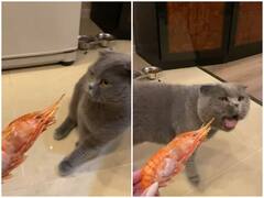 Watch: मछली को देख बिल्ली को आई उल्टी, यूजर्स बोले शाकाहारी बिल्ली