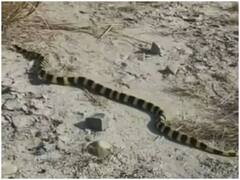 Watch: सोशल मीडिया पर दिखा खूबसूरत सांप का खौफ, जानिए क्या है इसकी वजह