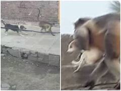 Trending News: यहां 3 महीने से चल रहा बंदरों और कुत्तों के बीच ‘गैंगवॉर’, अब तक 80 पिल्लों की मौत