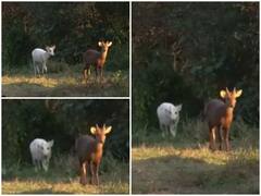 Watch: काजीरंगा नेशनल पार्क में दिखा सफेद हॉग हिरण, लोग हुए हैरान