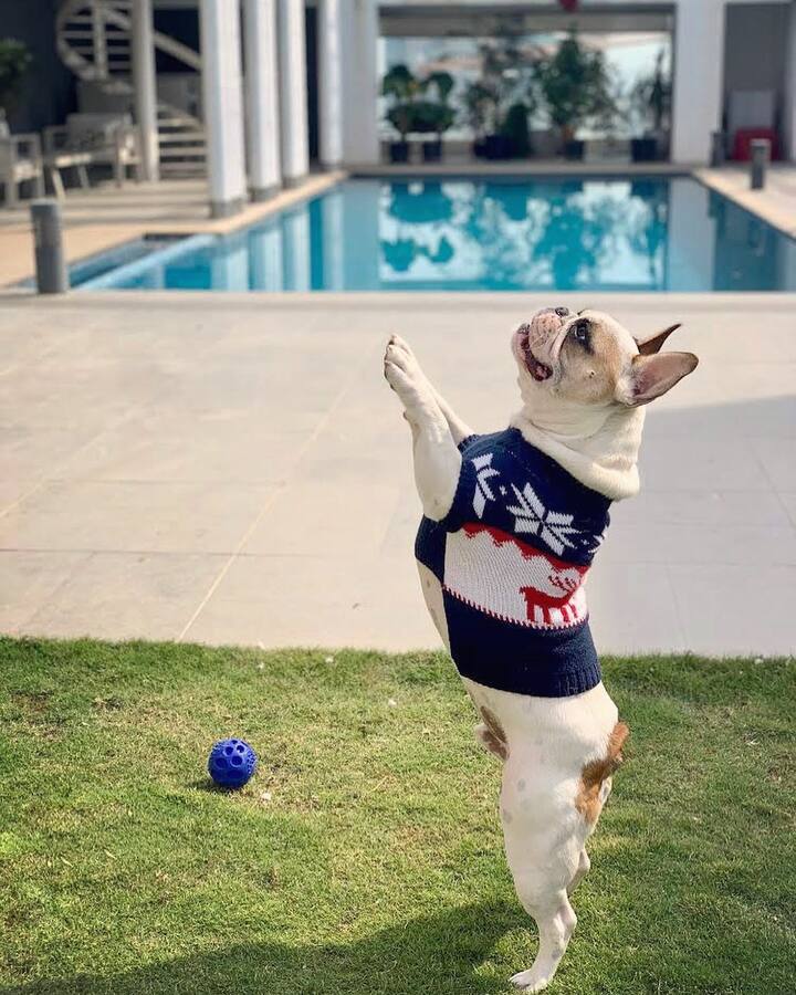 క్యూటీ పప్పీ (Image credit: Samantha/ Instagram)