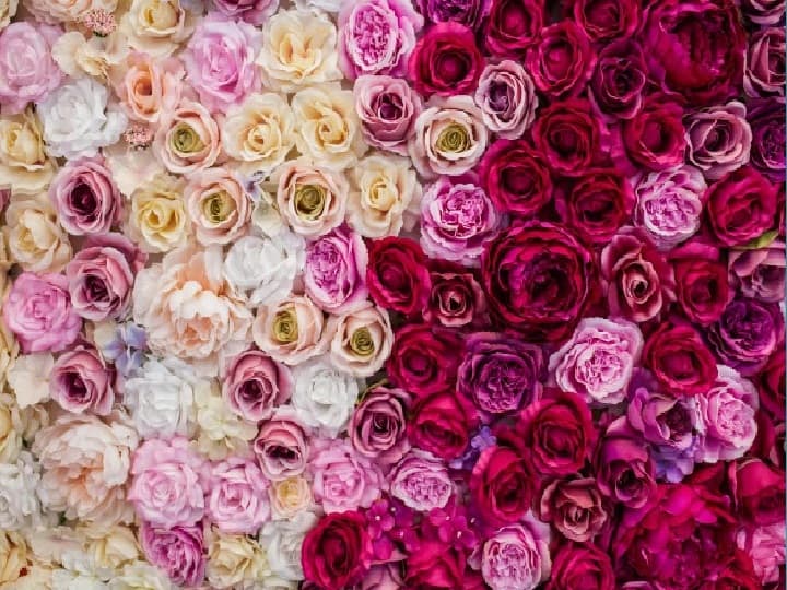 Rose Day 2022: Know The Meaning Of Different Colors Of Roses, Present A Red Roses On This Occasion RTS Rose Day 2022: Know Meaning Of Different Colours Of Roses
