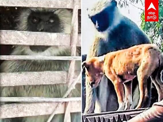 Maharashtra : Gang War- ஆன நாய்- குரங்கு சண்டை! 250 நாய்களை தூக்கிவீசி கொன்ற குரங்குகள்