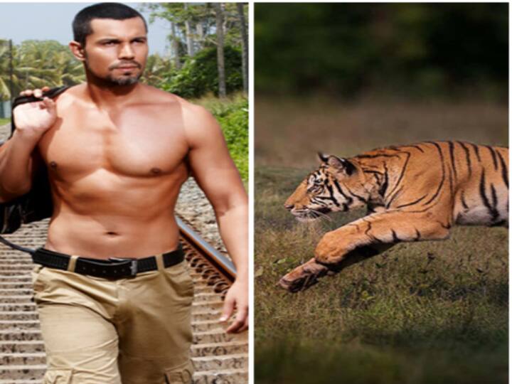 Bollywood Actor Randeep Hooda shared video Instagram Tiger chases hunt buffalo- Watch Video Watch Video: எருமையை துரத்திச்செல்லும் புலி.. அருகில் பிரபல நடிகர்.. திக்திக் நிமிடங்கள்..!