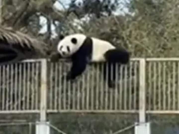 Panda Kabur dari Kandang Kebun Binatang Dalam Video Lucu Di Kebun Binatang Beijing China, Video Viral Panda