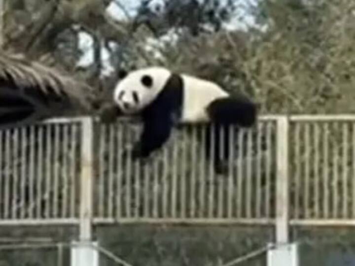 Panda Escapes Zoo Enclosure In Hilarious Video in China Beijing Zoo, Panda Viral Video Watch: बीजिंग के चिड़ियाघर में पांडा का वीडियो वायरल, ऐसे बाड़े से बच निकला पांडा