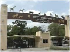 Indore News: इन्दौर के कमला नेहरू प्राणी संग्रहालय जाने से पहले जान लें बात, वरना नहीं मिलेगी एंट्री