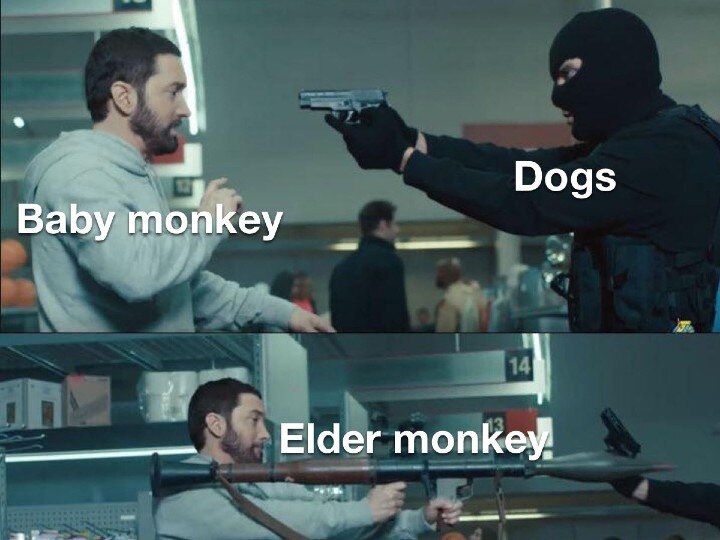 Monkey vs Doge' gang war in Maharashtra triggers meme fest