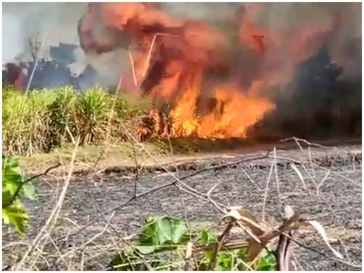 Chhattisgarh Massive fire broke out in sugarcane fields in Kawardha crops worth 70 lakhs damaged ann Chhattisgarh News: कवर्धा में गन्ने के 100 एकड़ के खेतों में लगी भीषण आग,  70 लाख से ज्यादा का नुकसान