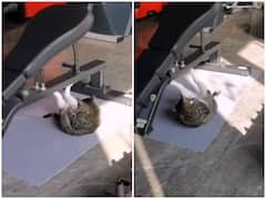 Watch: बिल्ली ने जिम में बहाया पसीना, नेटिजन्स बोले- इसने भी ले ली मेंबरशिप