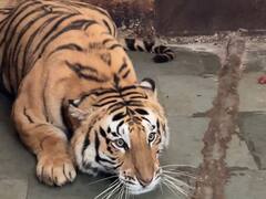 Haldwani News: पीएम मोदी कॉर्बेट टाइगर रिजर्व में बने रेस्क्यू सेंटर और टाइगर सफारी का कर सकते हैं उद्घाटन, जानिए इसकी खासियत